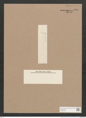 Pleurosigma sp. (de-Toni-Nr.: Genus 13) Zeichnungen Sammlung Grunow Nr. 2090 (NHMW-BOT-W0369186)